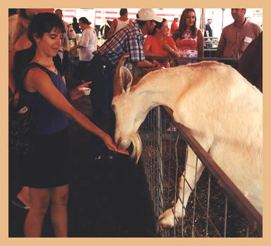 Robin feeds goat